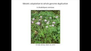 Meiotic adaptation to whole genome duplication  Kirsten Bomblies [upl. by Castor331]