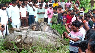 बहुत ही दर्दभरी घटना 10 दिन के बच्चे को जिंदा निगल गया अजगर सांप फिर कैसे क्या हुआ। Emotional 🥹😭🐍 [upl. by Parrisch]