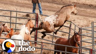 Wild Horse Immediately Recognizes His Girlfriend After Years Apart  The Dodo Faith  Restored [upl. by Wassyngton686]