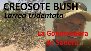 Creosote Bush  Greasewood  Larrea tridentata Sea in Sonoran Desert [upl. by Retsevel500]