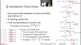 MCAT Metabolism Part 4  Betaoxidation and Fatty Acid Synthesis [upl. by Chamberlin]