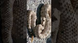 Sidewinder Horned Rattlesnake Crotalus cerastes  Observed in Description [upl. by Niwrud]