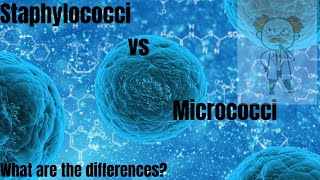 Staphylococci vs Micrococci Differences between Staphylococci and Micrococci [upl. by Annek870]