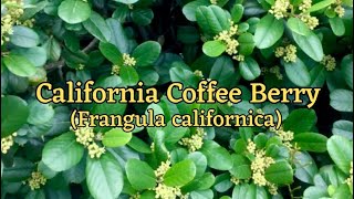 California Coffee Berry  Frangula californica  Drought Tolerant Broadleaf Evergreen [upl. by Aicyle]