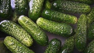 HOW TO PICK PICKLE AND EAT YOUR GHERKINS CUCUMBERS OR CUCAMELONS IN 24 HOURS [upl. by Latouche]