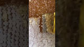 Satisfying Honey Harvesting A Sweet Sound and Sight [upl. by Enirehtac]