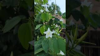 The Captivating Kanchan Flowers  Kanchan Flowers  Bauhinia Variegata  Our garden flowers [upl. by Thurnau]