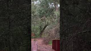 Barred Owl’s Silent Flight😮 birds birdwatching nature owl [upl. by Ahsoyem]