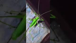 Green insect type insects green [upl. by Anitnerolf]