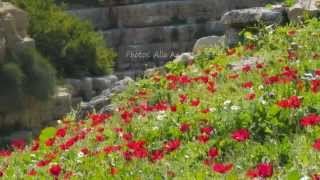 Judaean Desert blooming פריחה במדבר יהודה נחל פרת [upl. by Templer572]