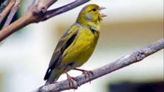 ♫ Canario Silvestre  Serinus Canaria  Canary Wild ஜ [upl. by Ytirev455]