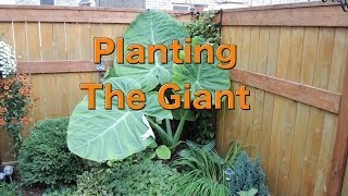 Planting a Giant Colocasia Gigantea Thailand Giant [upl. by Mloclam942]