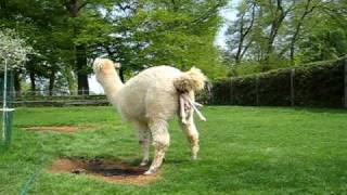 Geburt Alpakahengstfohlen quotLPA McCloudquot Alpaca Birth 270409  05 [upl. by Kreindler]