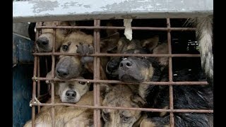 The truth about the dog amp cat meat trade [upl. by Ackerley]