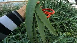 Aloe arborescens  fresh harvesting aloe leaves for orders [upl. by Sheffie]