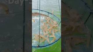 Vannamei shrimp 🦐 farming day 53 size and growth fishing shortsshrimpprawns Farmere1x [upl. by Yffub]