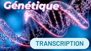 GÉNÉTIQUE 🧬  la transcription [upl. by Gardia]