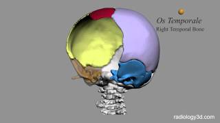 Ossa della Scatola Cranica Cranium Bones [upl. by Tessler]