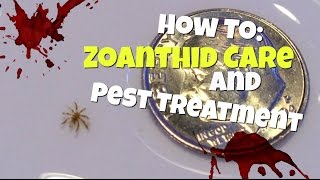 How To Zoanthid Care and Pest Treatment [upl. by Inatsed]