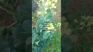 Georgia Collards going to seed [upl. by Sedicla]