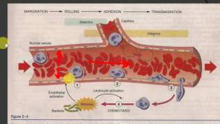 PATHOLOGY LECTURES  INFLAMMATION  Part 2  ACUTE INFLAMMATION initial events [upl. by Eyks]