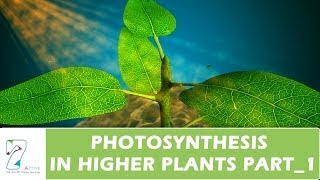 PHOTOSYNTHESIS IN HIGHER PLANTSPART 01 [upl. by Petta]