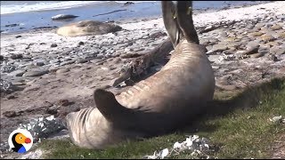 Elephant Seal Rolls Down Hill  The Dodo [upl. by Odnomyar795]