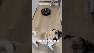 quotWatch my clever dogs outsmart our robotic cleaner to snatch their favorite treatsquot pugpower [upl. by Katonah439]