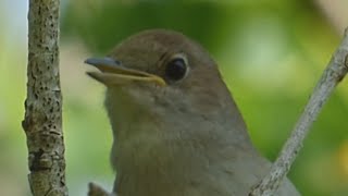 Ptice Hrvatske  Slavuj Luscinia megarhynchos Birds of Croatia  Nightingale 16 [upl. by Ahtis]