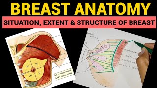 Breast Anatomy 15  Situation Extent amp Structure of Breast  Mammary Gland [upl. by Archibaldo]