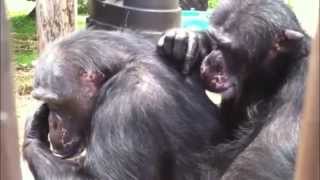 Chimpanzee grooming up close [upl. by Ennaxxor850]