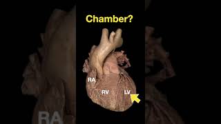 Heart Anatomy shorts  Part D [upl. by Theis545]