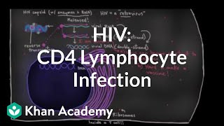 How HIV infects us CD4 Thelper lymphocyte infection  NCLEXRN  Khan Academy [upl. by Darra105]