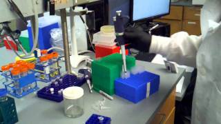 phenol chloroform extraction part 1 [upl. by Nihs]