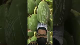 Manfaat Getah Pepaya untuk Bahan Baku Kosmetik plants fruit [upl. by Shaner]