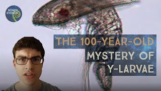 The 100yearold UNSOLVED mystery What are ylarvae [upl. by Rosamond]