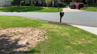 Zoysia Grass Seed Video 10 It’s alive for season 2 [upl. by Coriss854]