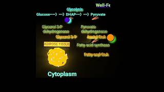 How Glucose is converted to Fat Metabolism Made Easy [upl. by Palua]