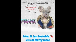 Ultimate Frenchie Kennel slows down as Grandpas Attention deficit hyperactivity disorder kicks in [upl. by Raynata865]