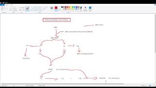 Mannose Binding Lectin complement Cascade Explained [upl. by Nauqel]