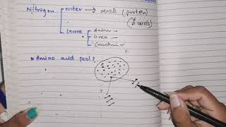 Protein Metabolism Biochemistry  Amino Acid Metabolism Part 1 Video  How to learn and Explanation [upl. by Acirret]