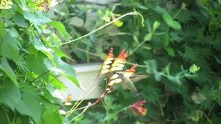 Mina lobata Spanish flag flowers [upl. by Flaherty576]