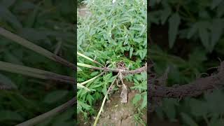 تل۔تنے کی سڑن۔چار کول راٹ کا حملہAttack of Stem RotCharcoal Rot on Sesame [upl. by Nitsyrc]