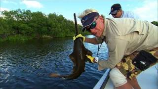 Addictive Fishing Rare Sawfish Catch and Release and Snook Fishing [upl. by Nick]