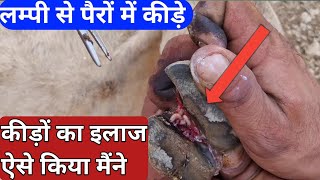 लम्पी से पैरों में कीड़े हो गया। मैंने ऐसे किया इलाज। Lumpy Skin Treatmentfarminrgguruji [upl. by Dewhurst]