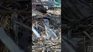 Closeup Feeding of Moraine Osprey Chick osprey nestcam live livestream [upl. by George]