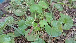 Today I Made a Lunch of Pennywort or GOTU KOLA  Pennywort Bharta  A Healthy amp Delicious one [upl. by Arica]