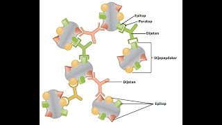 면역학 옵소닌화opsonization 옵소닌opsonin이란 무엇인가 [upl. by Burchett]