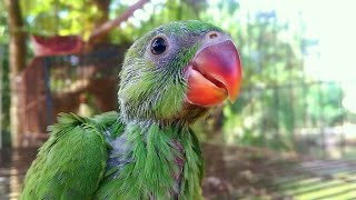 Baby Ringneck Parrot Random Sounds [upl. by Desimone]