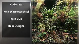 Betta Aquarium Update  Kein Wasserwechsel kein CO2 Keine Düngung [upl. by Trebled]